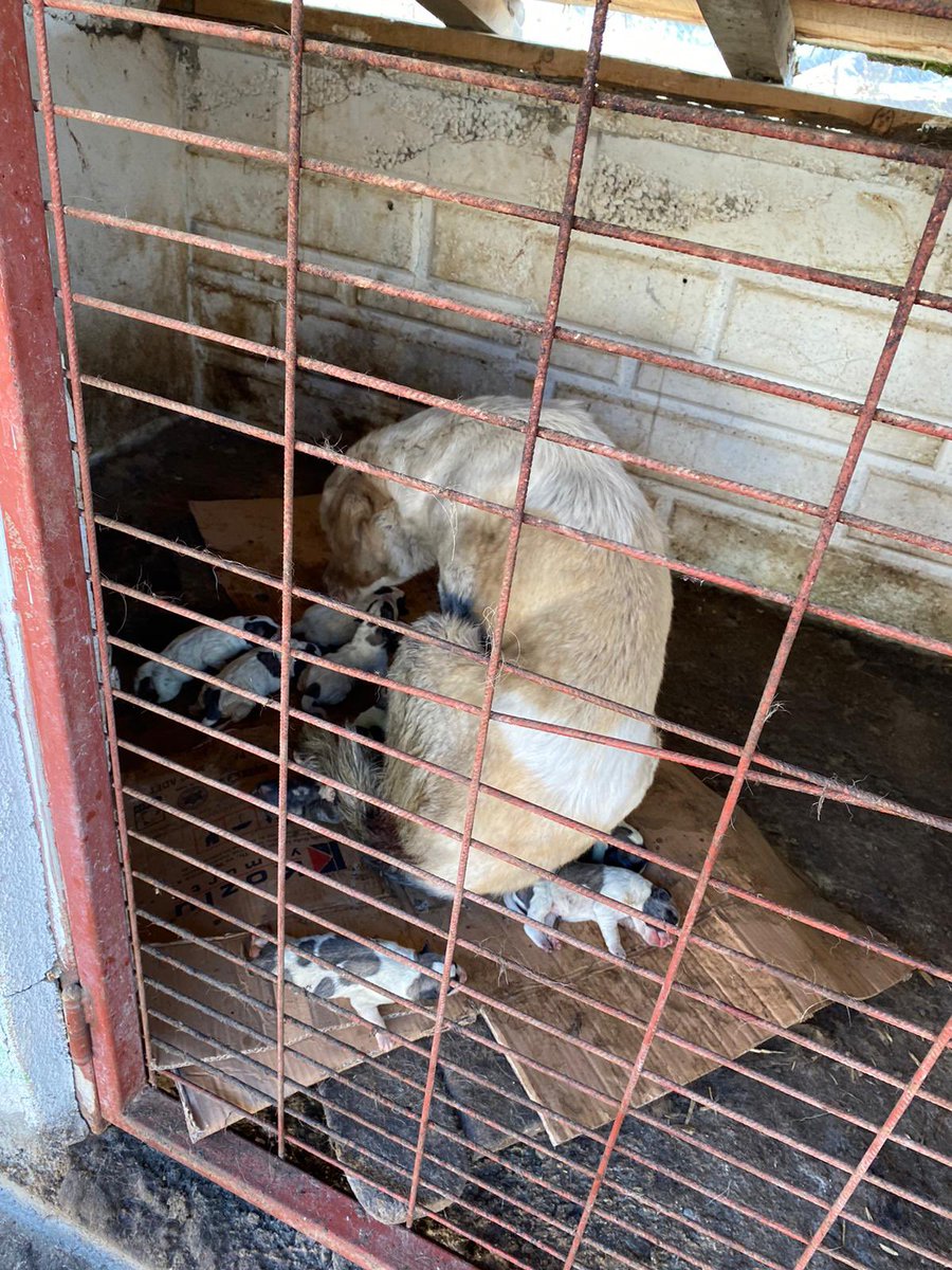 Katili koruyup masumları ölüme terk edemezsiniz! Doğayı rahat bırakın! 
#sahipsizlerinsahibiyiz #beyaztürkler #SokakHayvanlarıSahipsizDeğil