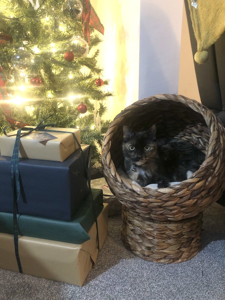 bmchadburn's tweet photo. @stephsoybean Timber says meowy Christmas https://t.co/DRljcTaY1A