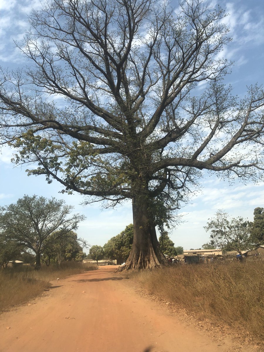 Diarramkd's tweet photo. Arbre un élément indispensable pour notre écosystème. #Arbre témoin de l’histoire et le passage de plusieurs véhicules et personnalités du Mali. Axe #Garalo ~#mafele - #Manankoro . @Mfolkecenter https://t.co/0MVGUyTo0J