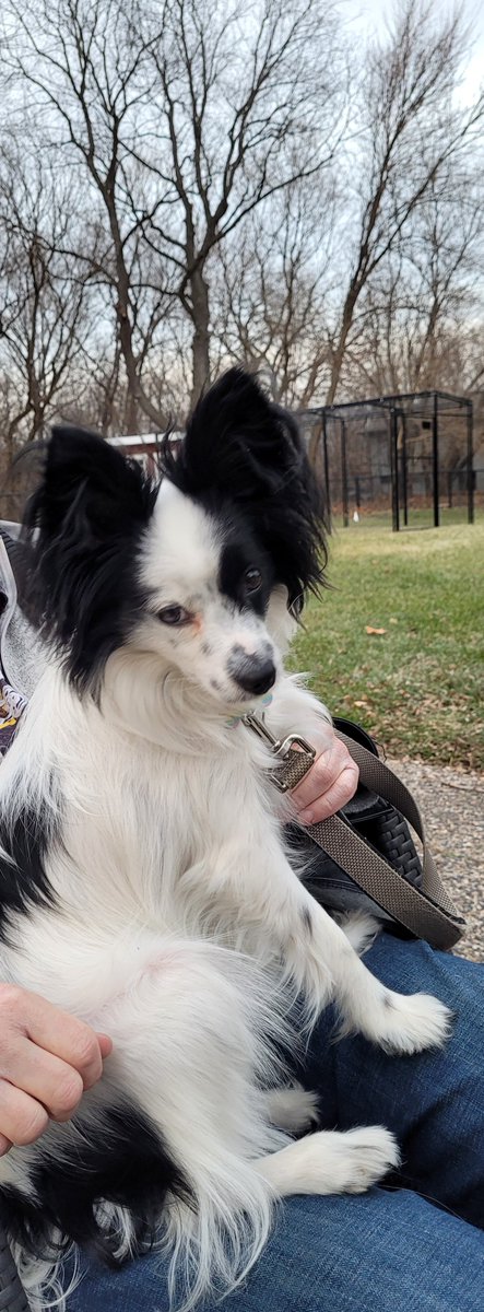 JackThePapillon's tweet photo. Merry Christmas everyone! Best wishes to you all! Woof ❤ https://t.co/2wKYc1S5lh