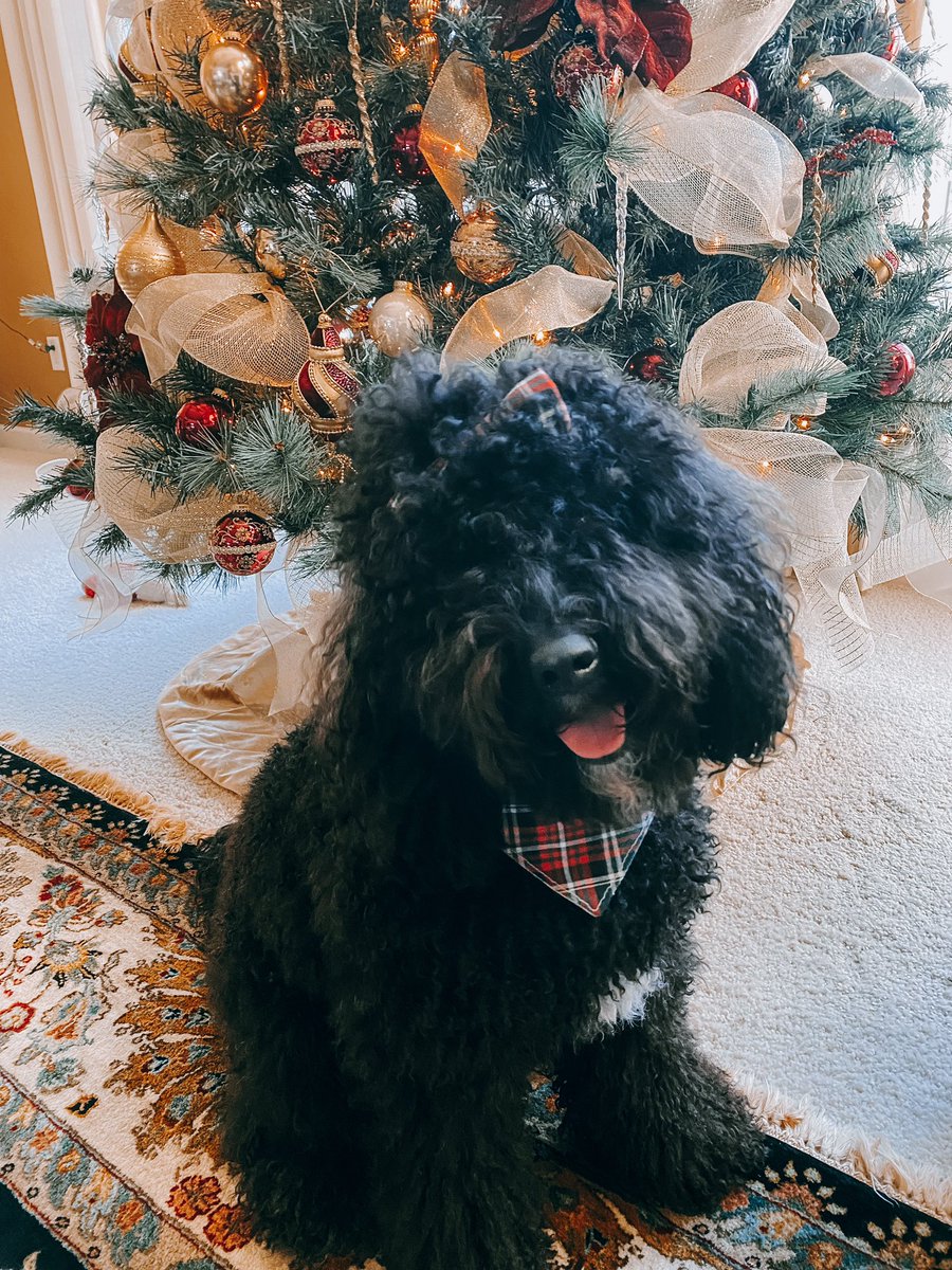 Very merry short break with the pup 🌲