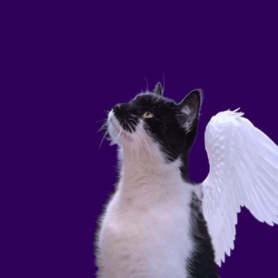 Oswald Clingan Smith tweet media