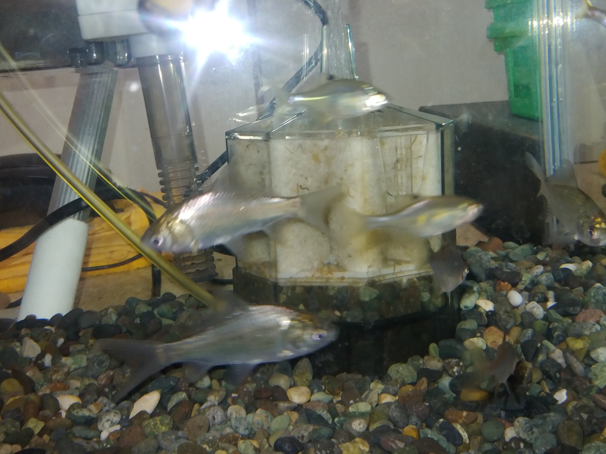 七転び八起き ゲンゴロウブナ ヘラブナ おはようございます 釣り師の間でこの様な言葉をご存知ですか 鮒に始まって鮒で終わる 実はこれ マブナから始まって ヘラブナで終わると言うことだと思います この水槽には あの野池釣りの魚ヘラブナを飼育