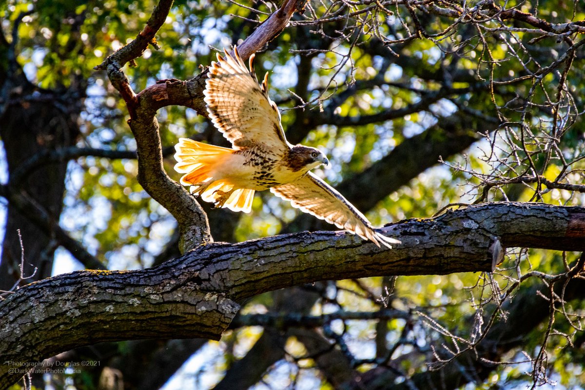 DarkWaterPhotos's tweet photo. Red-tailed Hawk, formel, gliding through the woodlands canopy. High Park, Toronto. 

#Redtails #NatureThereapy #Birds #WalkInTheWoods #ROMwpyON #BirdingDailyTO #StopThe413 #HighPark
#HawkWatch 

https://t.co/R5PMOspsUo https://t.co/GBVGsf0w15