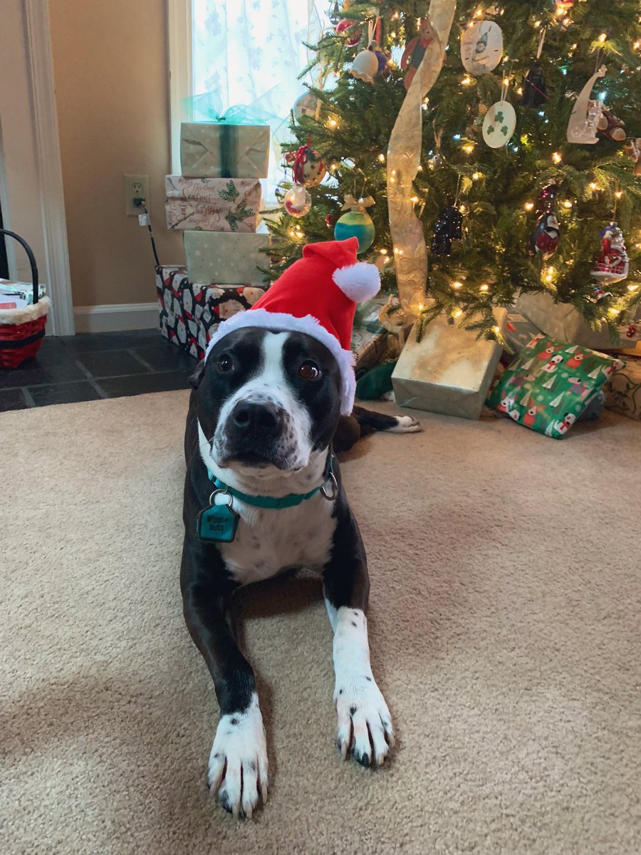 _MadelineO_'s tweet photo. Merry Christmas and happy holidays! 🐶🎄❤️ https://t.co/GXn3ig9bhP