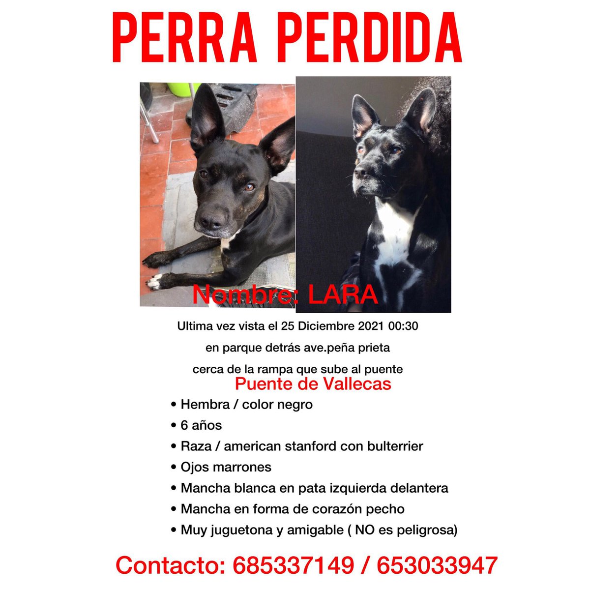 cristileti's tweet photo. 📣📣📣 Buscamos a LARA por Vallecas. Se asustó con los petardos. RT porfa 🙏🏻 https://t.co/E2IUHwxaE4