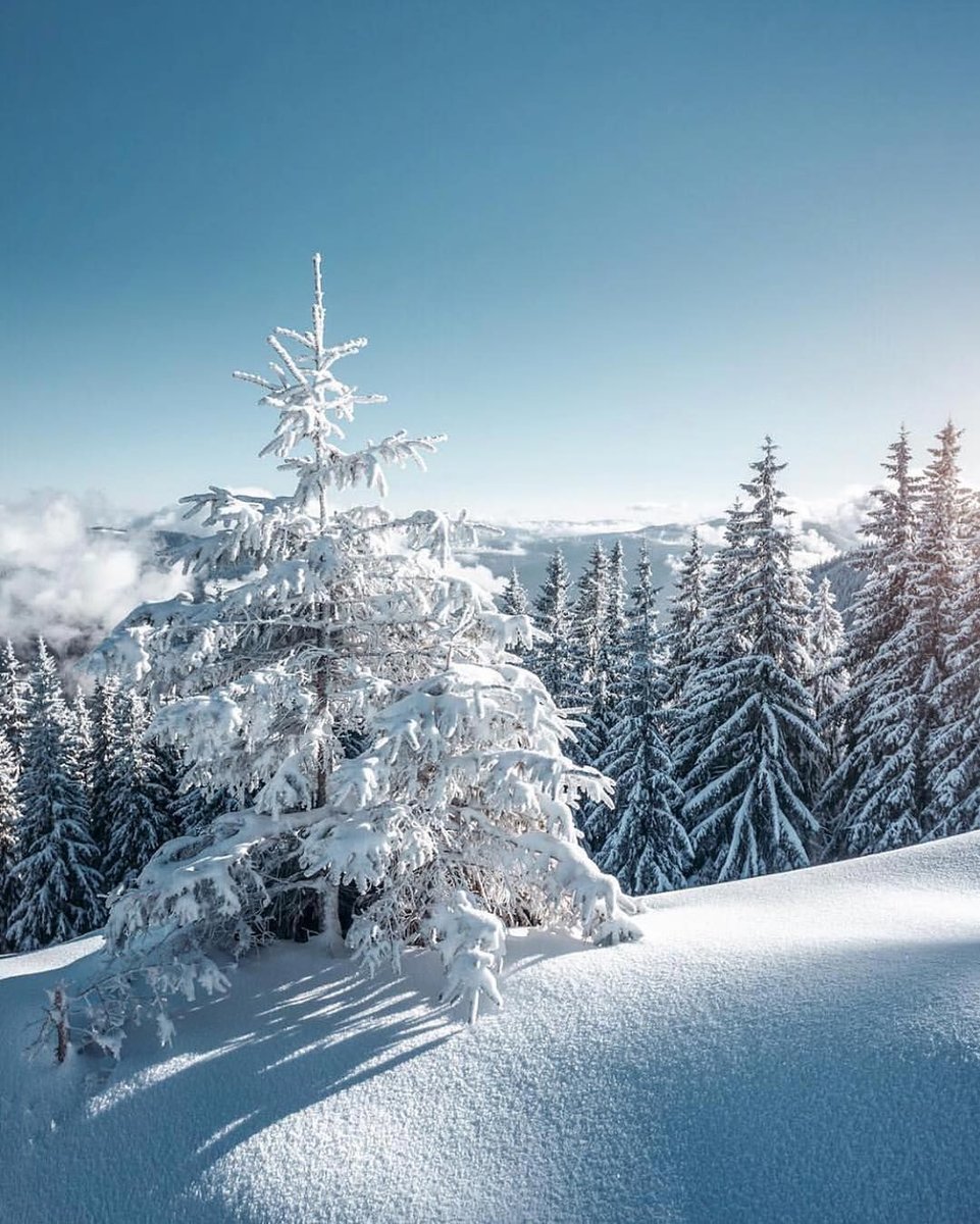 hempathyliving's tweet photo. May you never be too grown up to look up at the sky in wonder on #ChristmasDay! #MerryChristmas to our earth-loving green beauty fam!

#HappyHolidays https://t.co/15pyIaXDwl
