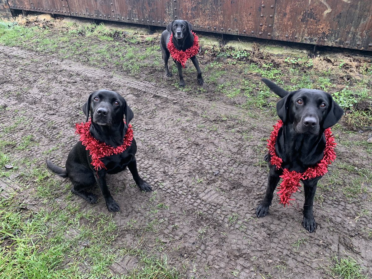 Mel250679's tweet photo. @MrAndrewCotter @sallydowling Festive wishes from my ladies on a muddy walk this morning still maintaining standards though! https://t.co/Q1nbsGf01N