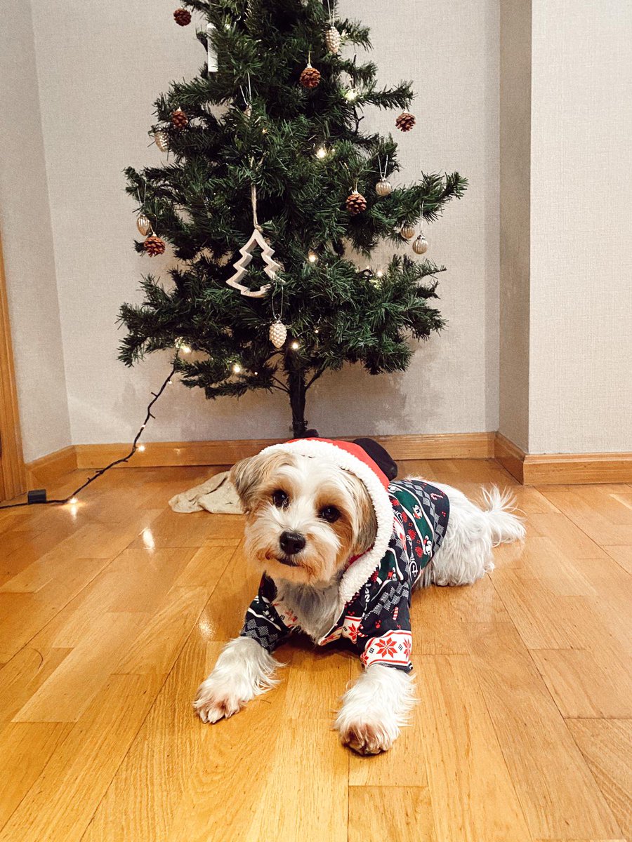 AnnaRC68's tweet photo. @BarackObama Merry Christmas from Spain!!! https://t.co/MTR8syKeoR