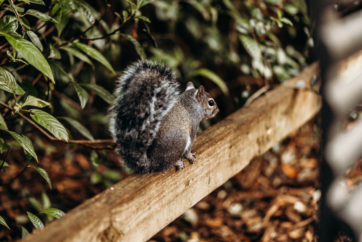 MarkGraysonPho1's tweet photo. Meery Christmas....Here's a squirrel 
.
.
.
#squirrel #FurryTails #furrycritter https://t.co/F9aknmO4FX