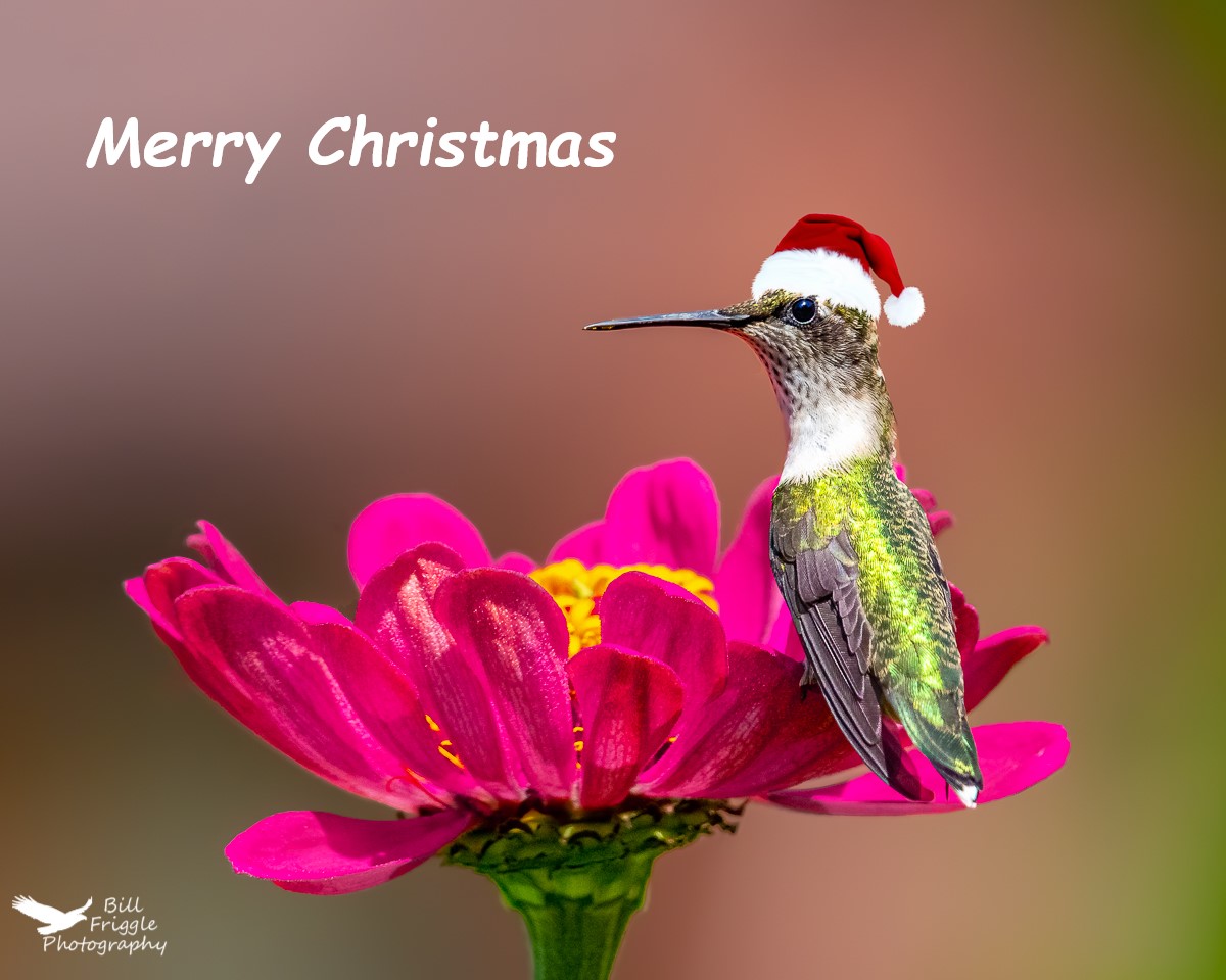 BFriggs's tweet photo. Merry Christmas. https://t.co/Xnu46HAJhi