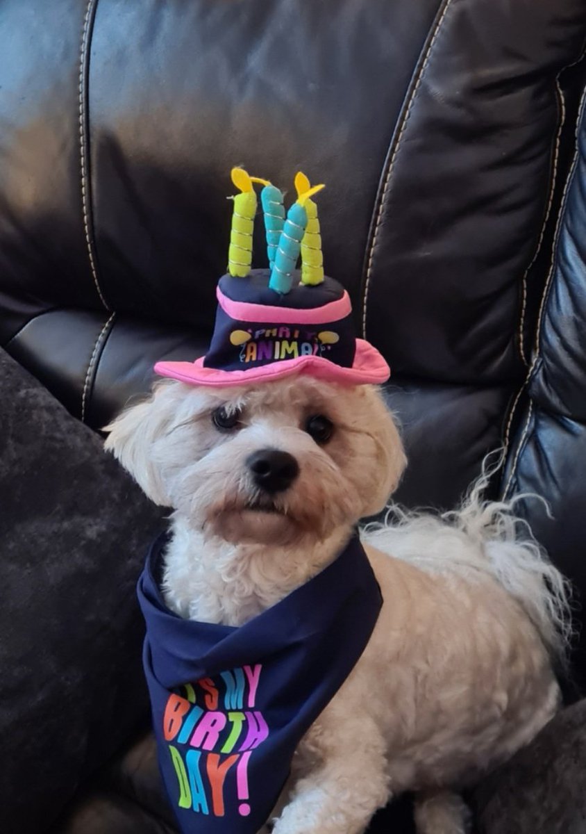 samiberry73's tweet photo. Happy 2nd birthday to my crazy dog, Buddy. https://t.co/WCyHIaWPiI