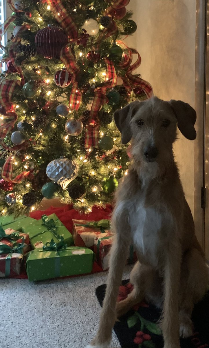 Harold Wimmer tweet media