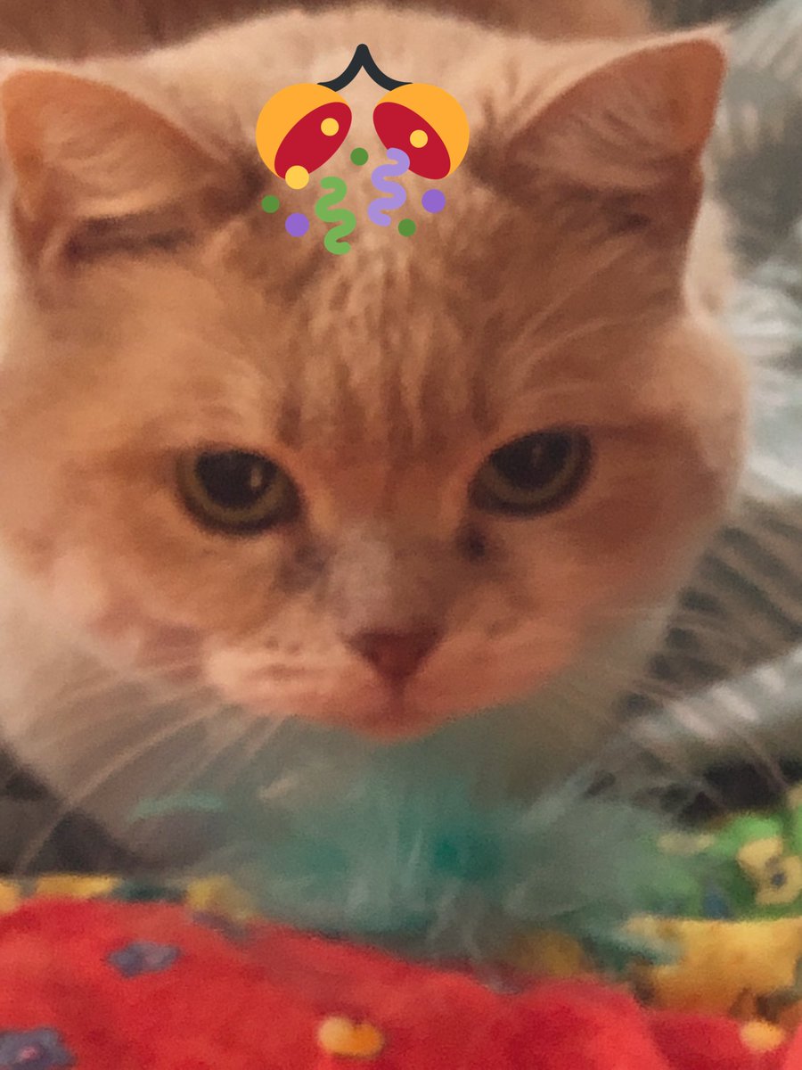 ManilaIce32's tweet photo. Merry Christmas from Zoeycat https://t.co/ND7zODFAhU