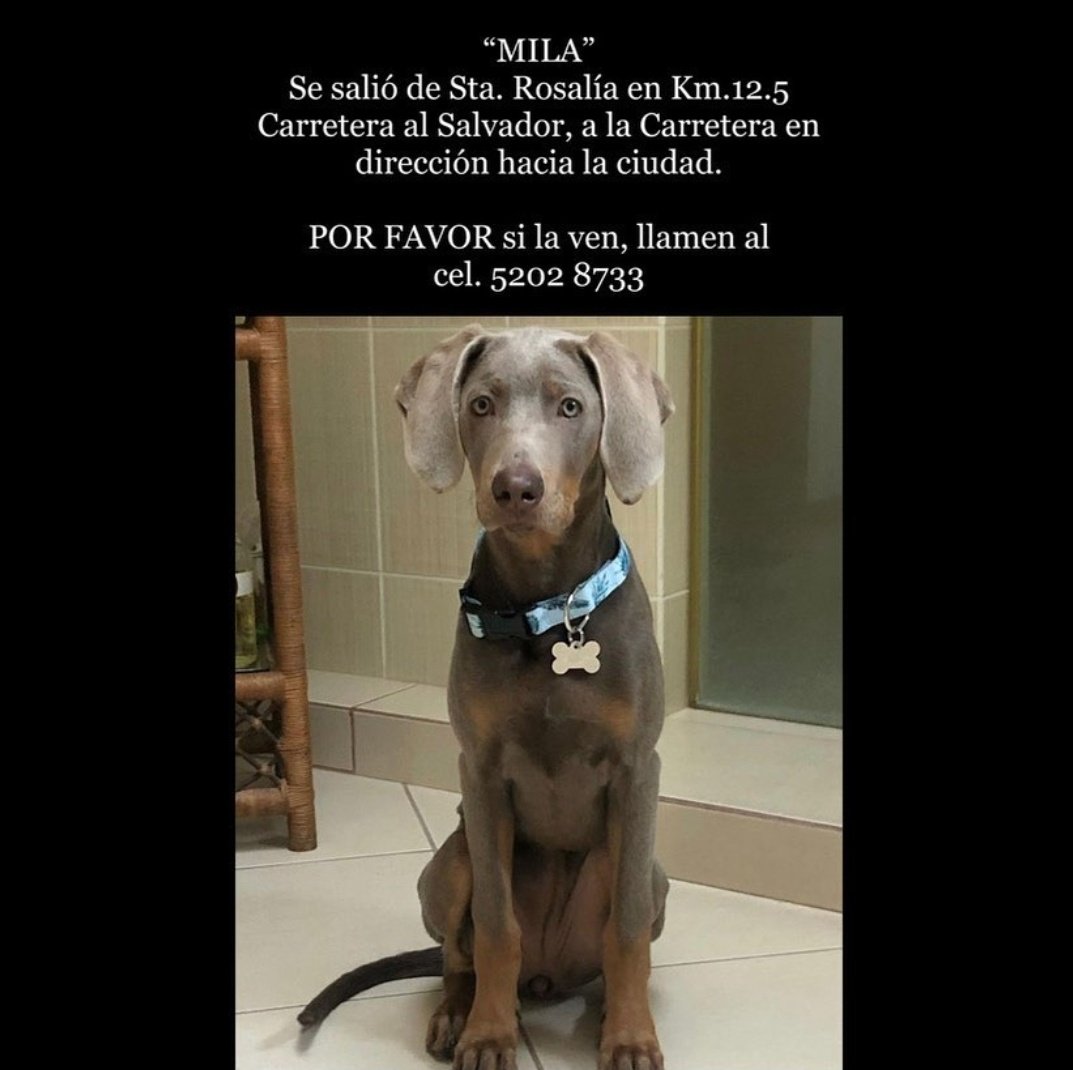 cdmascotas's tweet photo. #MascotaPerdida por favor compartan https://t.co/zUBeGNJW01
