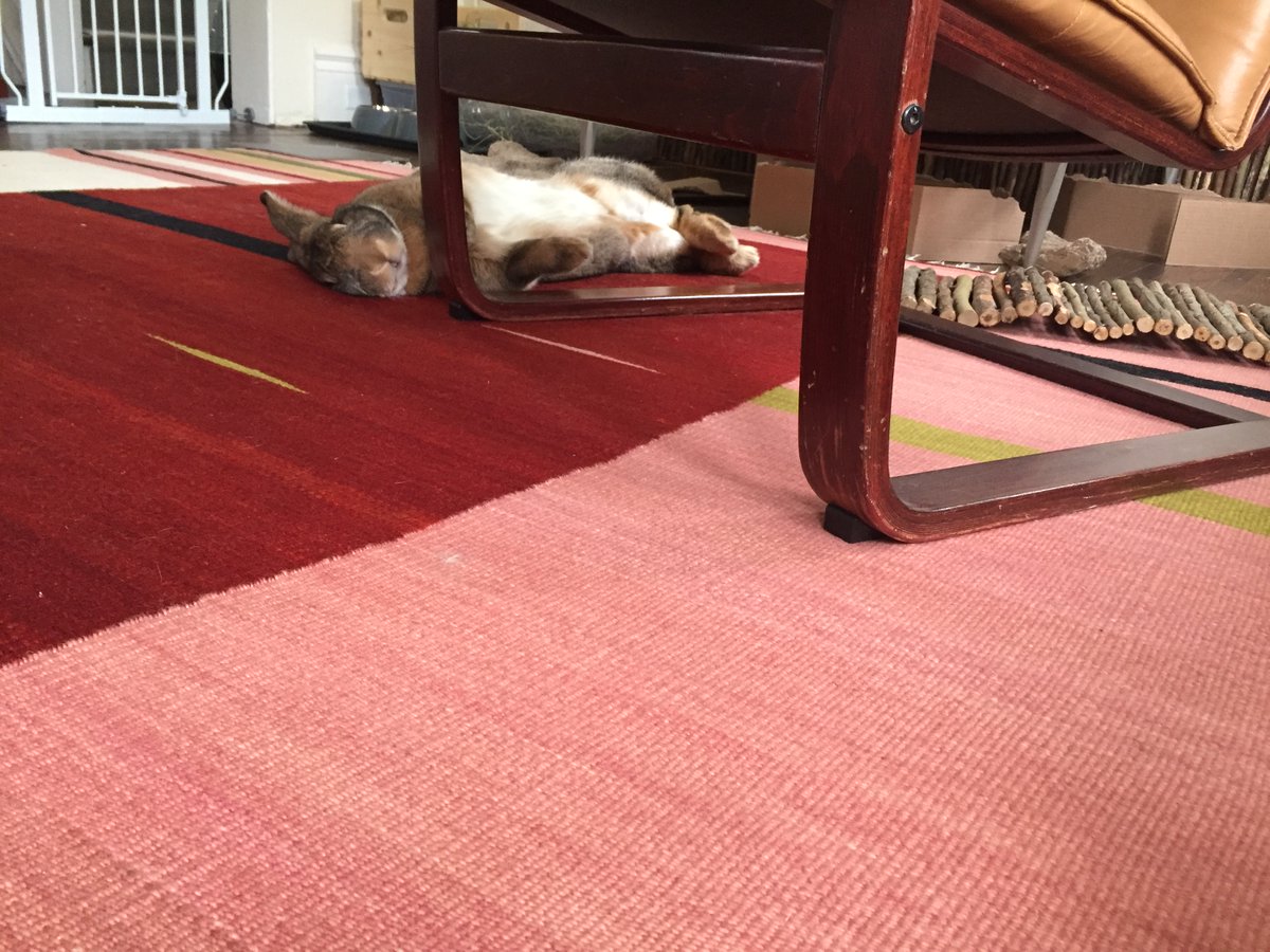 I hope your holidays are as restful as my pet giant rabbit 🐇