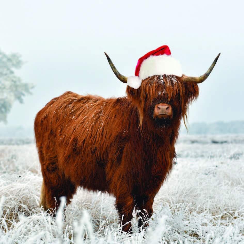 Merry Christmas to all of our lovely followers! 🐂🎅