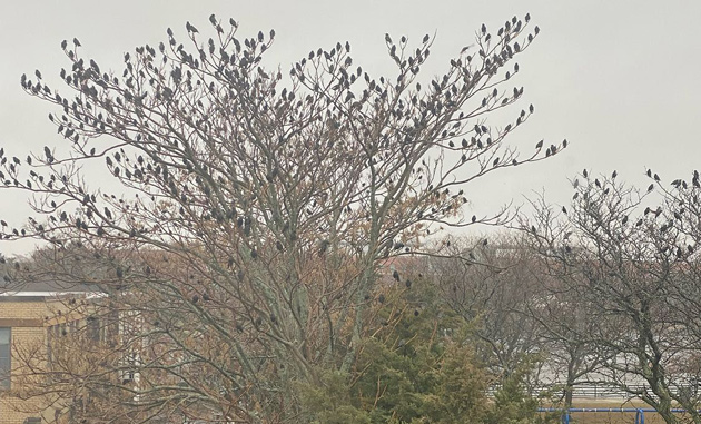 universalhub's tweet photo. Citizen complaint of the day: I think I saw Tippi Hedren running down Maverick Street #jeffriespoint #eastboston #squawkcawchirp https://t.co/YFjPrg9mD5 https://t.co/MlNmp1VPT2