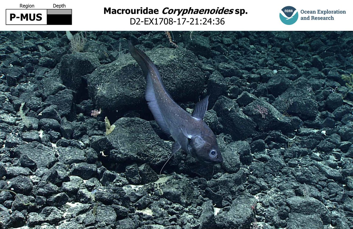 Nuni | 21 | He/they tweet media