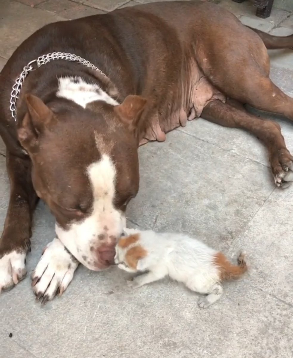 Annesiz yavru kedilere annelik yapıyor Sasha. Kötü köpek yok kötü insan var... #SokakHayvanlarıSahipsizDeğil