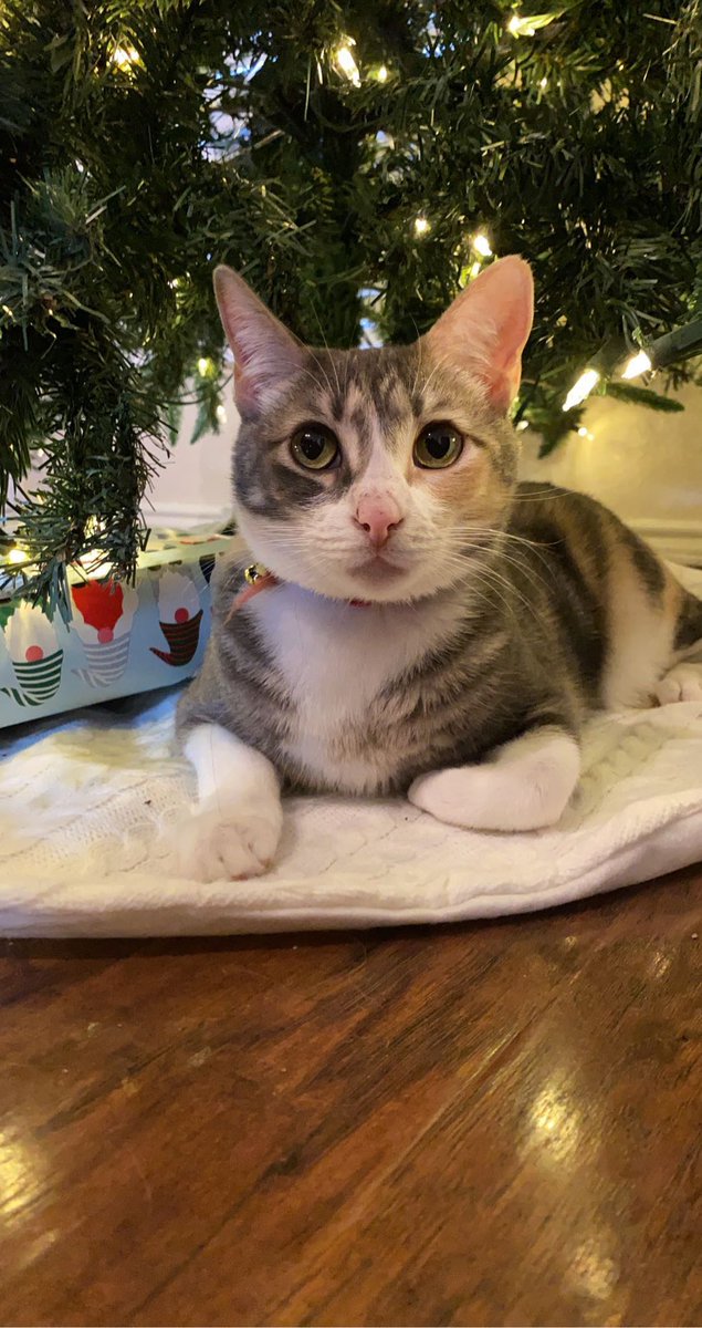 morganspowell's tweet photo. everyone shut up and look at my cat! https://t.co/Uy3i6f8lY4