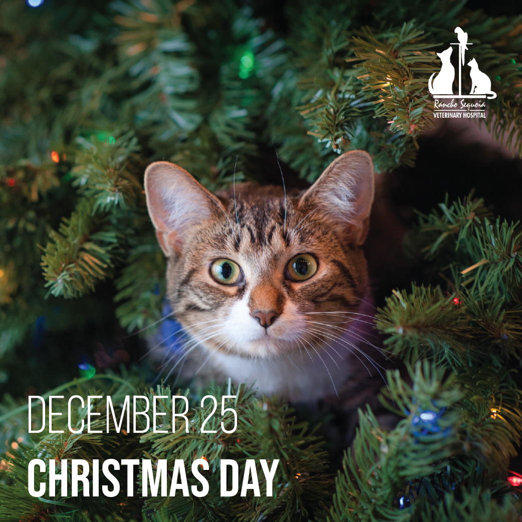 RanchoVets's tweet photo. Merry #Christmas everyone!  Enjoy this day and time with your loved ones, furry friends, and those closest to your heart.  #RanchoSequoia https://t.co/OUJ1cD2wh5