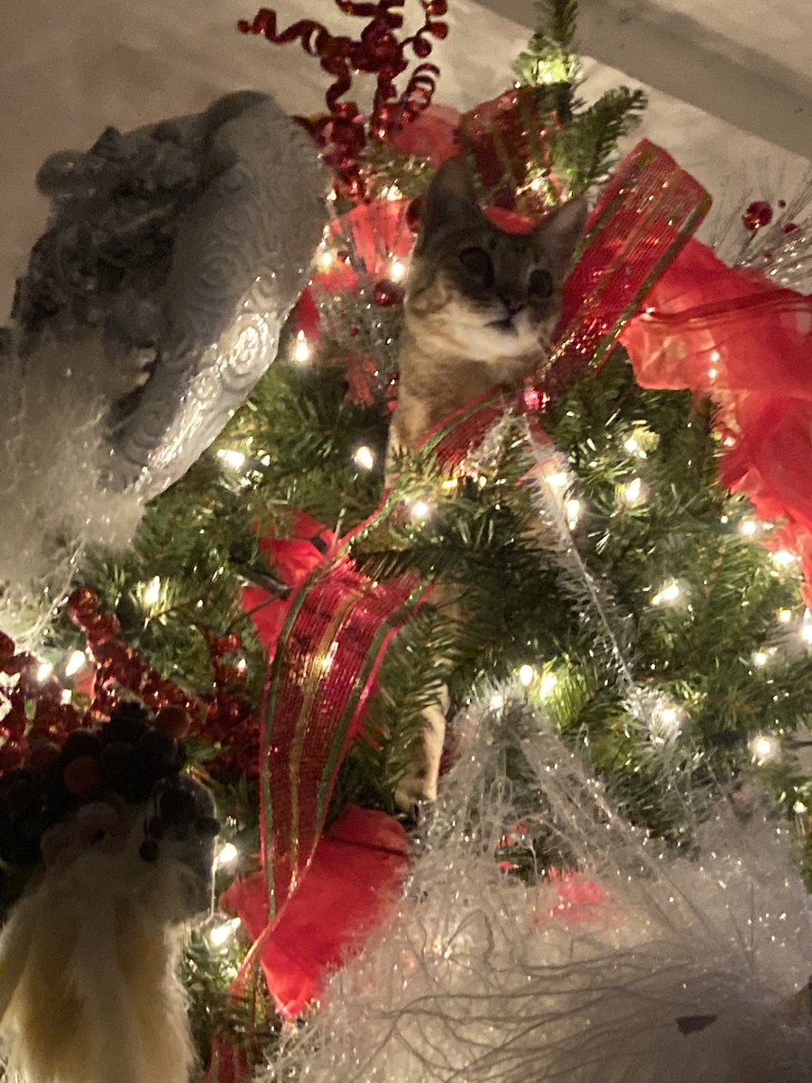 2Kitlings's tweet image. Marry Christmas from The Biggs.