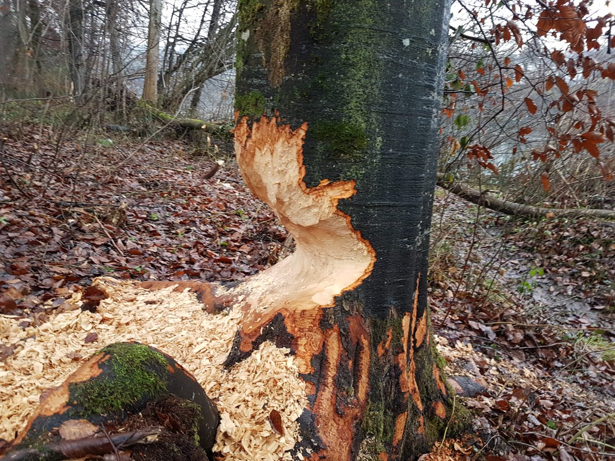 A medium sized beech tree chunk, recently gnawed halfway through by a beaver.