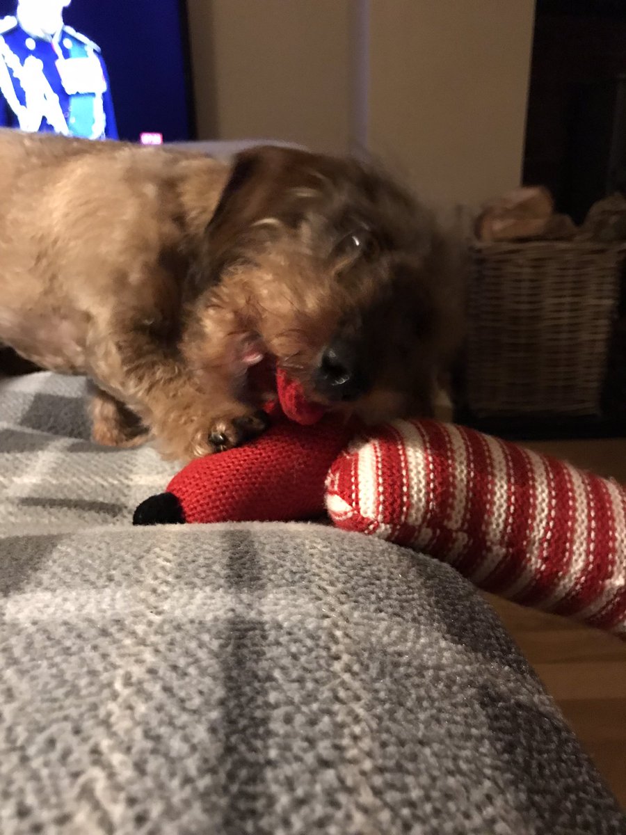 Thank you so much to my Sausage Army Secret Santa. I got the most epic cuddly toy and some treats and a most joyous squeaky thing! Alas Humum tried to get a photo but I’m a physical creature who was on a mission so it’s blurry 💪Whoever you are….THANK YOU ❤️ 🐾 #sausagearmy