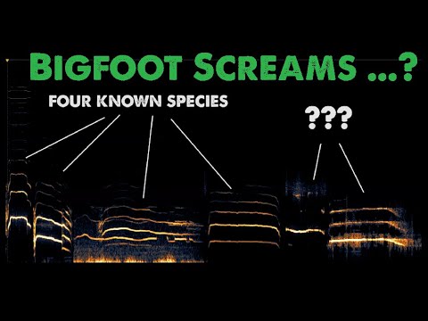 Youtuber 'Metal Detecting in Alaska' claims he was screamed at while out filming an episode. @ThinkerThunker does a spectral analysis of the audio to see if the 'screams and moans' match any known species. Check it out now youtu.be/xj7KCUE1r8E thinkerthunker.com/2021/12/25/big…