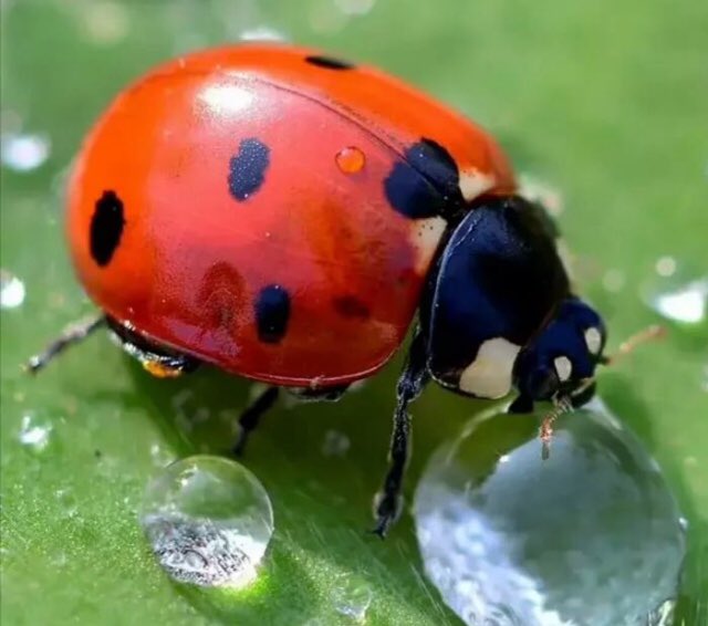 🇺🇸 ladybug    🇷🇺 COW OF GOD!