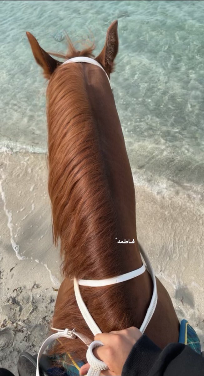 _fax777's tweet photo. من عشوائيات الخيل اليوم❤️ ّ https://t.co/oGSf7bCTny