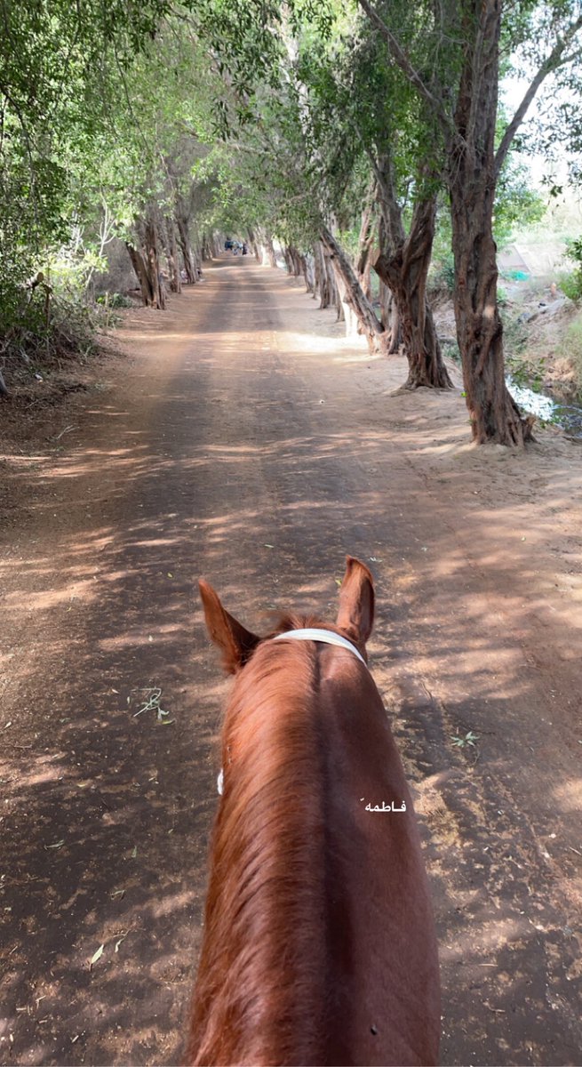 _fax777's tweet photo. من عشوائيات الخيل اليوم❤️ ّ https://t.co/oGSf7bCTny