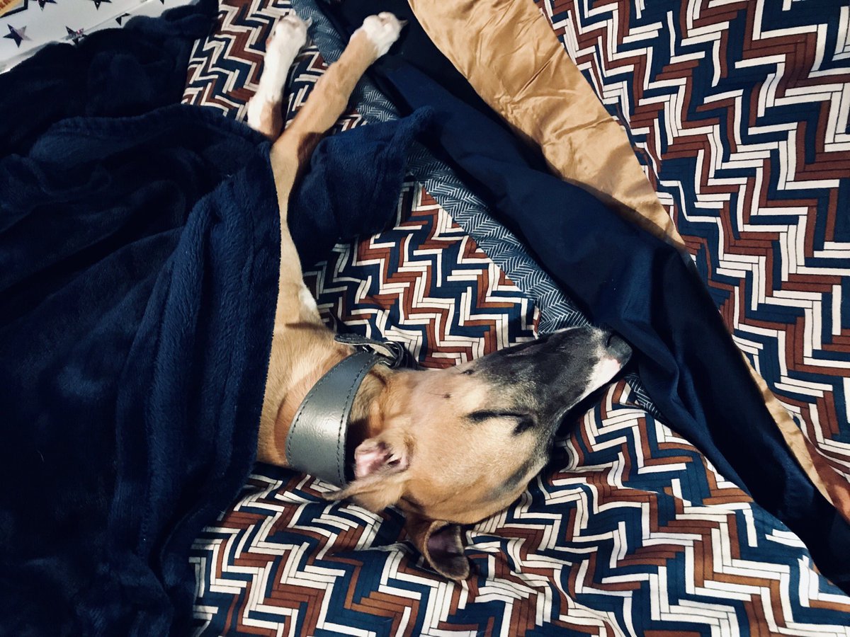ThatHeatherD's tweet photo. Merry Christmas from a sleepy whippet ❤️ https://t.co/zdB8qMKfgE