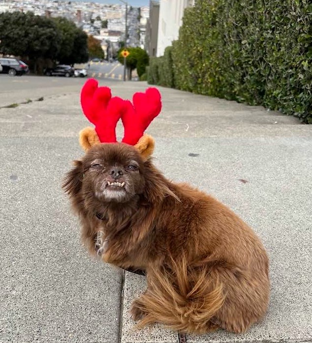 #Reindeer in #SanFrancisco sighting!! Fia, #adopted & #livingthelife with mom, Emily, has the #BESTSMILE!  🦷 😄 #HappyHolidays2021 #AdoptDontShop