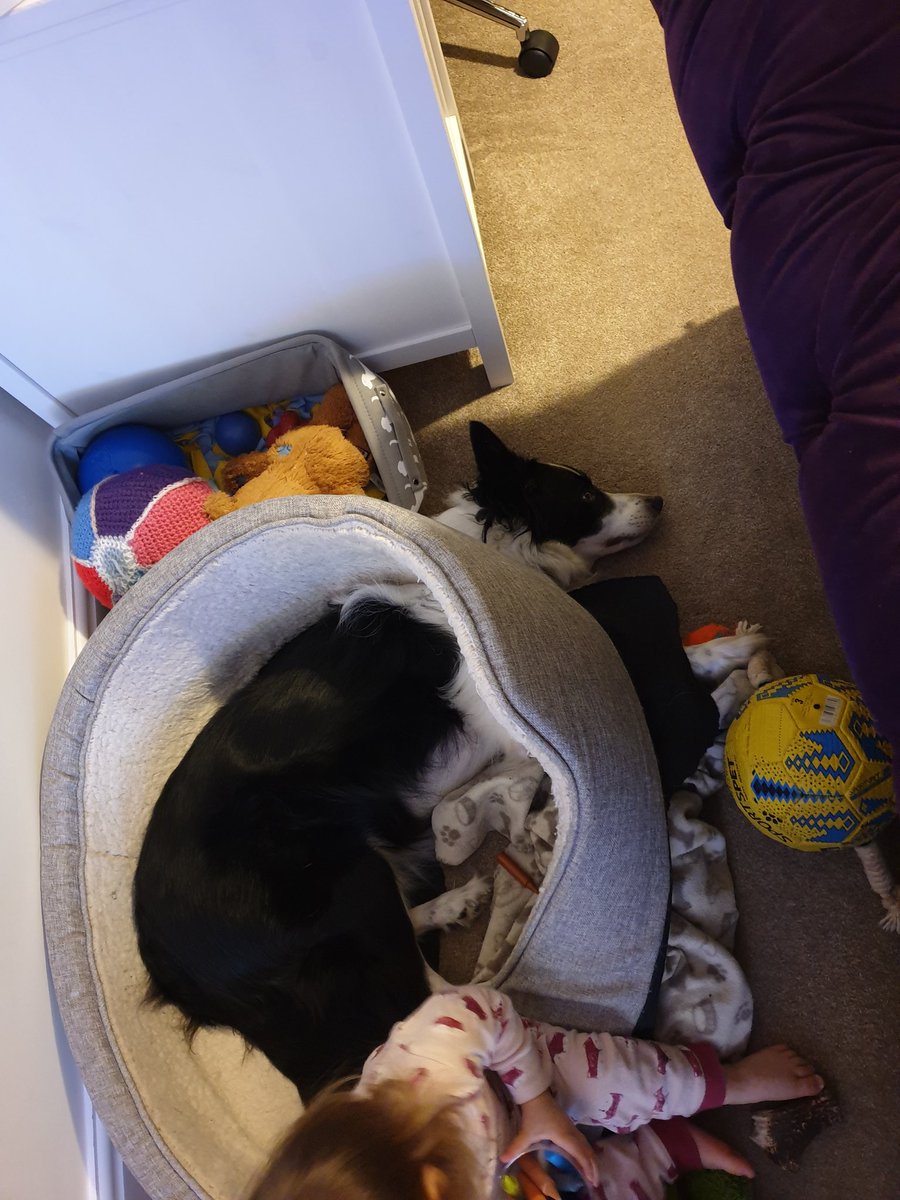 bella_collie's tweet photo. I was hoping for a new bed for Christmas, mine appears to be broken....no idea how that happened 🤔🙈 #dogsoftwitter #Christmas2021 #dogs #bedhead #bordercollie https://t.co/Enu0dn2WjO