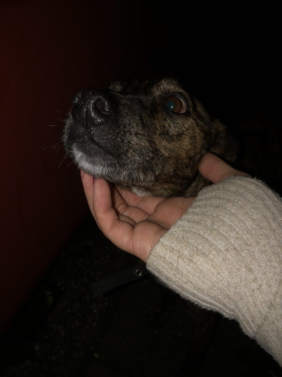 mayraguerraaa's tweet photo. Me he encontrado este perrito por la avenida donde se encuentra el Albergue Inturjoven enfrente del bar Mendoza en Jerez de la Frontera, estaba muy asustado y hambriento porfavor DIFUNDIR para encontrar a su dueño o al/a hp que ha podido abandonarlo !!! 🙏🏻 https://t.co/4uzy5RxQ9T