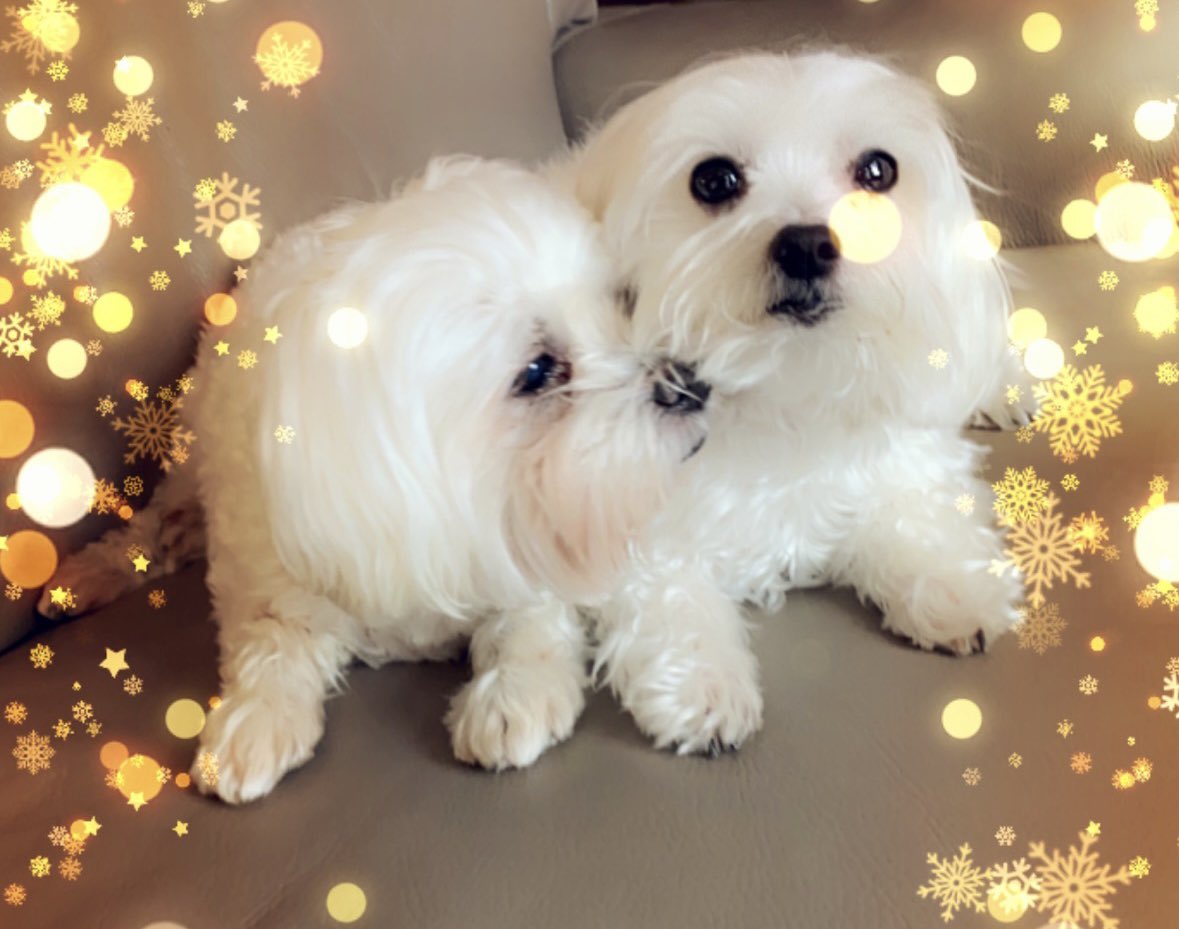 MiamiMalteses's tweet photo. Cherish your family and loved ones this holiday season and all the time say Candy &amp; Sugar. 💕  #candy #sugar #themiamimalteses https://t.co/Qbj5NwS5ZS