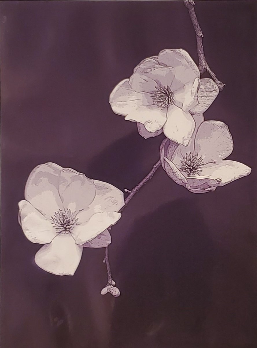 GranmaJeanMayer's tweet image. The original photo I had taken of 3 DOGWOOD BLOSSOMS, was from my yard and then I manipulated it in Photoshop, coming up with this result. It's always creatively stimulating to go from one medium to another.