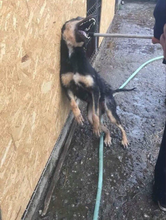 Siz de insansanız!!!

#sahipsizlerinsahibiyiz 
#SokakHayvanlarıSahipsizDeğil