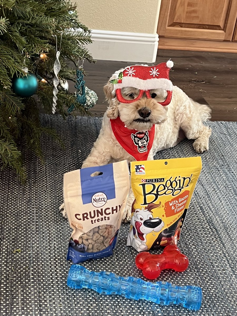 joshbrady1022's tweet photo. ๐ฅธ๐
๐ป๐๐ฉ #christmascockapoo
@MegMcBro https://t.co/yRNBXX6UYq