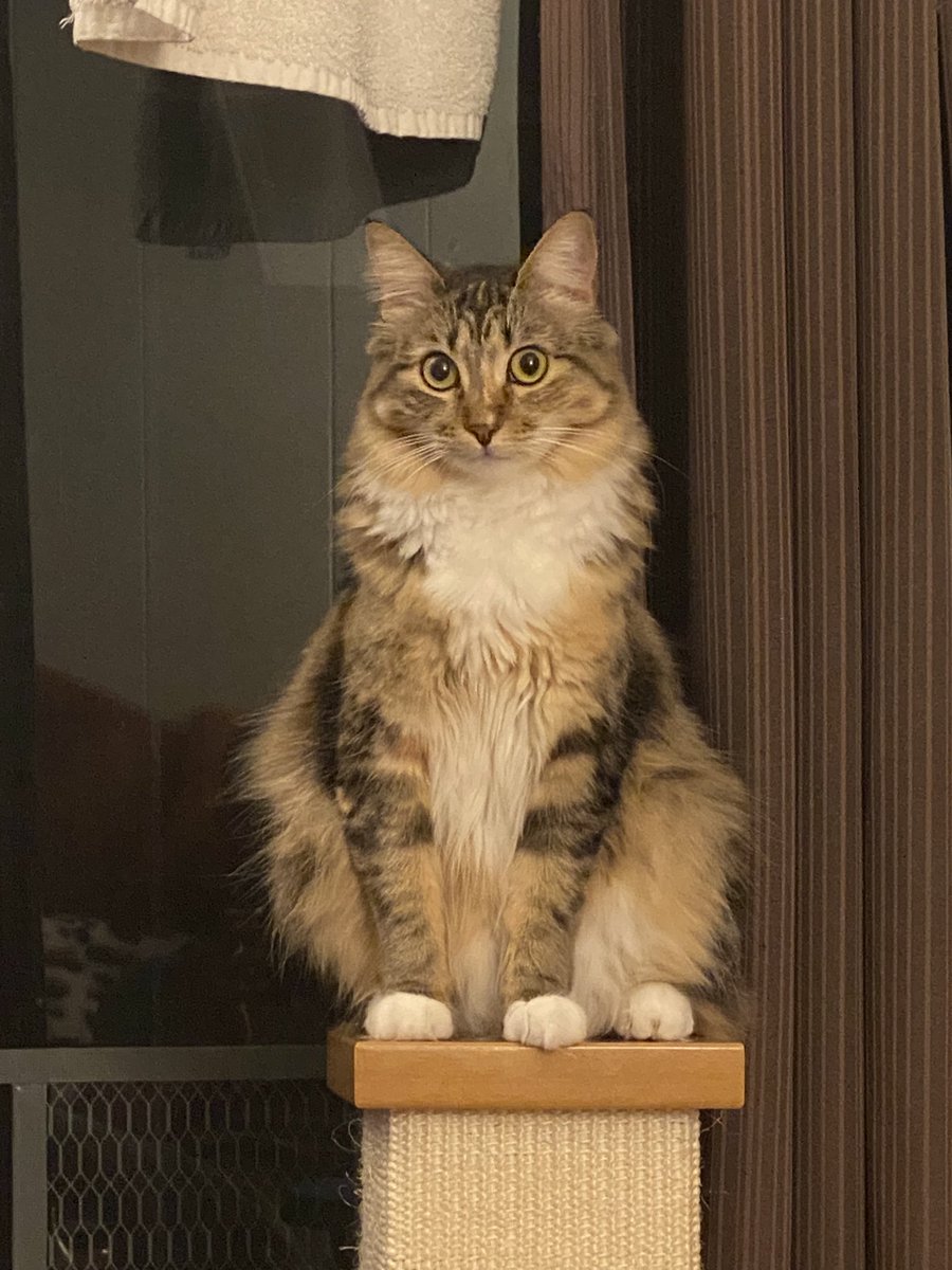 Clydepod's tweet photo. It’s just me✨✨ #Caturday https://t.co/GMiD9AOB5c