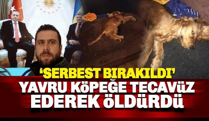Zikrettinnn's tweet photo. Yasaklı ırkları işkence ile büyütüp agrasyona yönlendiren sahiplerinin faturasını, yine sokaktaki masumlara kestiniz. Sizin derdiniz insanların can ve akıl sağlığı olsaydı bizi bu şerefsizlerle aynı ülkede yaşamaya mahkum etmezdiniz! 
#sokakhayvanlarısahipsizdeğildir https://t.co/bVKqLureJS