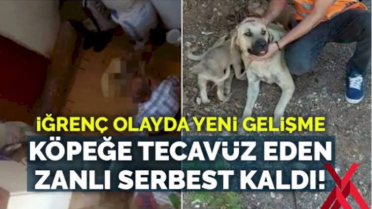 Zikrettinnn's tweet photo. Yasaklı ırkları işkence ile büyütüp agrasyona yönlendiren sahiplerinin faturasını, yine sokaktaki masumlara kestiniz. Sizin derdiniz insanların can ve akıl sağlığı olsaydı bizi bu şerefsizlerle aynı ülkede yaşamaya mahkum etmezdiniz! 
#sokakhayvanlarısahipsizdeğildir https://t.co/bVKqLureJS