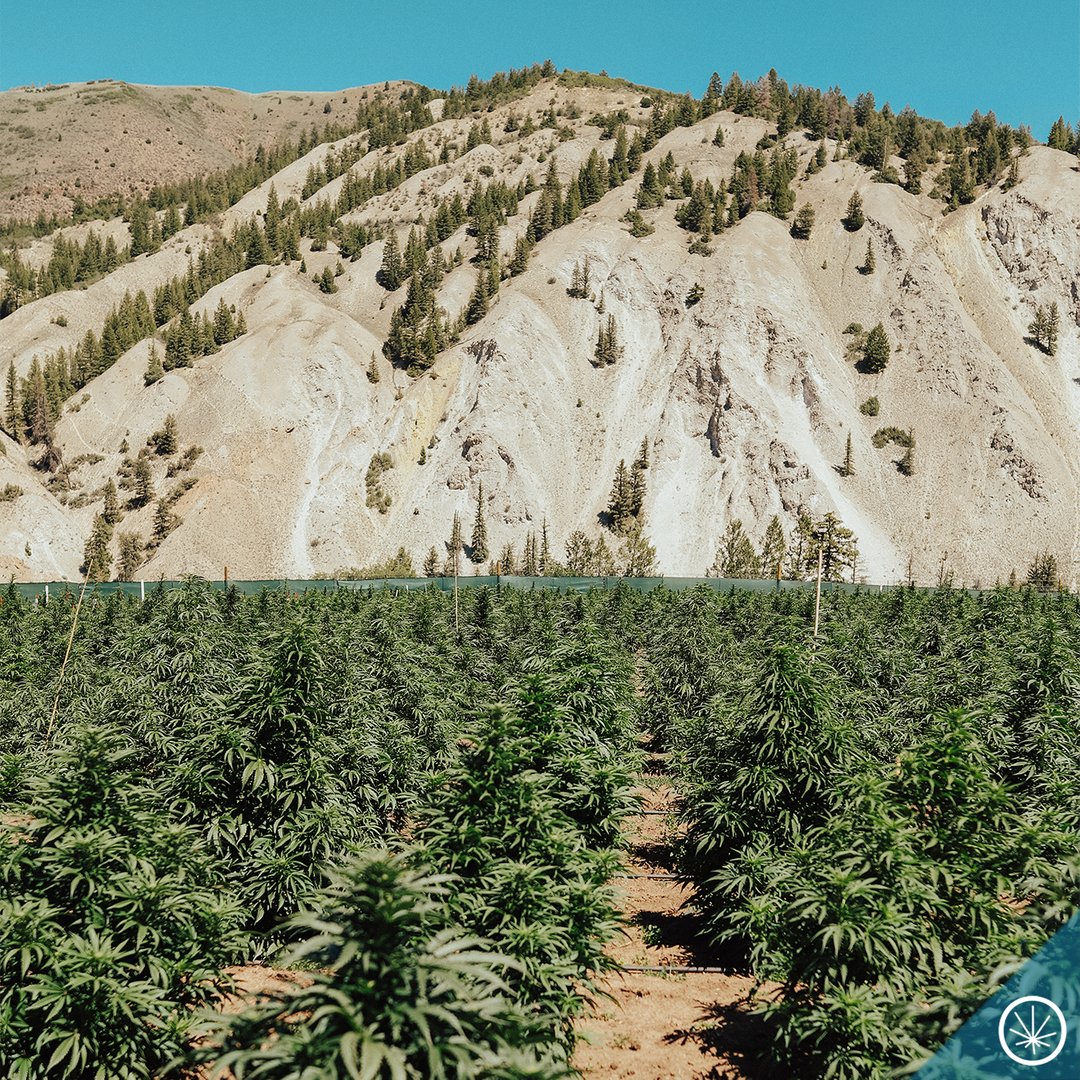 Merry Christmas from the Pot Zero fam!