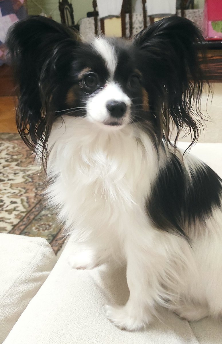 #SokakHayvanlarıSahipsizDeğil 
Evimizin neşesidir o ❤️ <a href="/enveraysevera/">Enver Aysever</a>