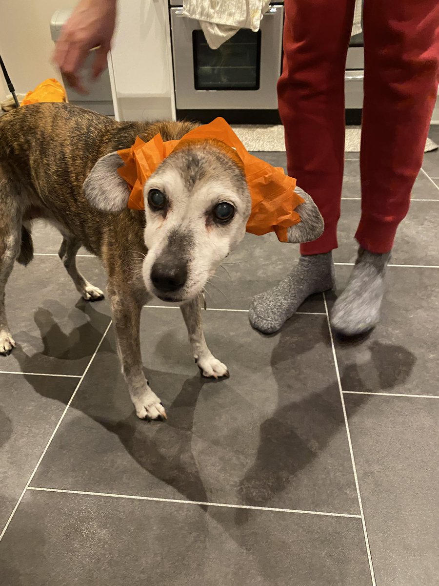 PurpleSector50's tweet photo. Mango wishes everyone a Merry Christmas🎄 https://t.co/Z5AnBHOj9C