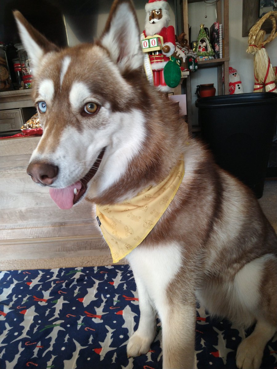 mossrotts's tweet photo. leshi's modeling the #CriticalRole reversible bandanas, thanks @zenrawings and your twitterless spouse! https://t.co/11ba2yYt0e