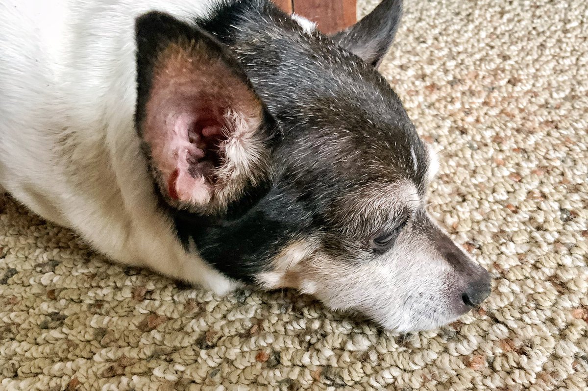 9nukes's tweet photo. More dog. https://t.co/koAyPHg3rJ