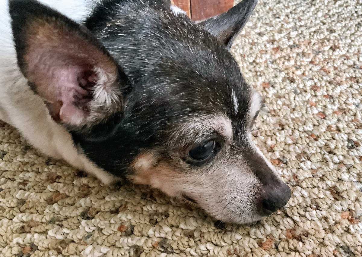 9nukes's tweet photo. More dog. https://t.co/koAyPHg3rJ
